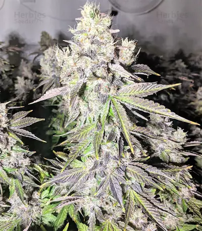 Auto Purple Gorilla (Short Stuff Seeds) Cannabis-Samen