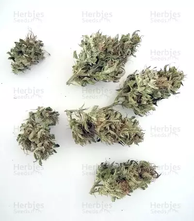 BCN Power Plant Autoflower (Seedstockers) Cannabis-Samen