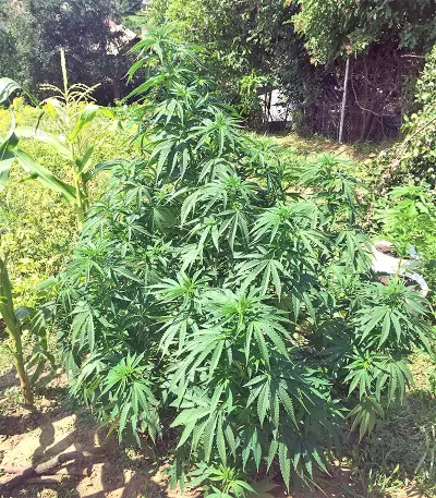 Bruce Banner #3 (Big Head Seeds) Cannabis-Samen