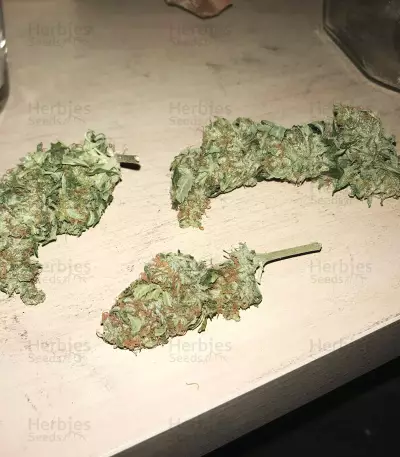 Buddha Deimos Auto regular (Buddha Seeds) Cannabis-Samen