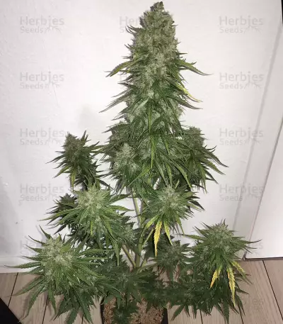 CBD Lemon Potion Auto (Barney's Farm) Cannabis-Samen