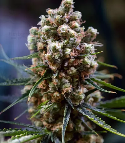 Critical Kush regular (Barney's Farm) Cannabis-Samen