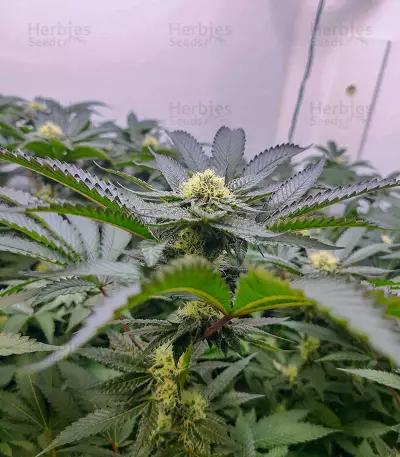 Do-Si-Dos (Pyramid Seeds) Cannabis-Samen