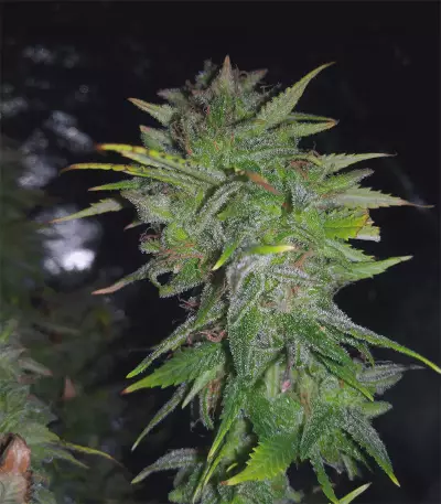 Gelato 41 (Seedstockers) Cannabis-Samen