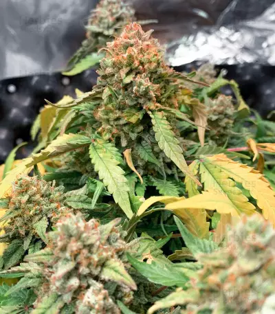 Gorilla Z Auto feminisiertes Saatgut (Barney's Farm)