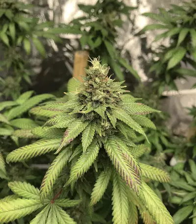 HulkBerry strain