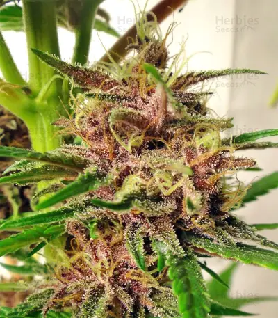 Malawi x PCK (Ace Seeds) Cannabis-Samen