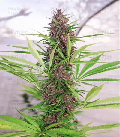 Malawi x PCK (Ace Seeds) Cannabis-Samen