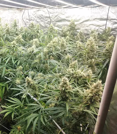 Malawi x Panama (Ace Seeds) Cannabis-Samen