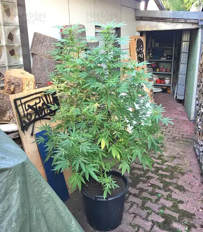 Mangobiche Kush Regular (CannaBioGen) Cannabis-Samen