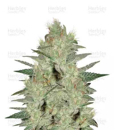 Northern Light x Big Bud Early Harvest (World of Seeds) Cannabis-Samen