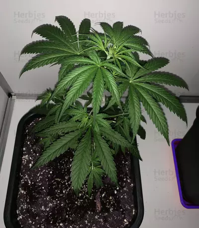 Old Dirty Biker regular (Karma Genetics) Cannabis-Samen