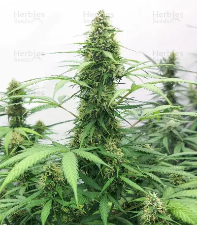 Orange Buddy Auto-Samen (Herbies Seeds)
