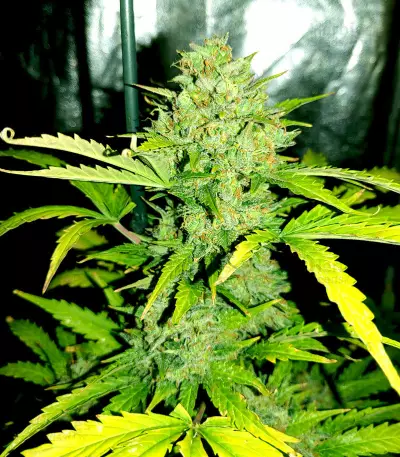 Original Auto Skunk (Fast Buds) Cannabis-Samen
