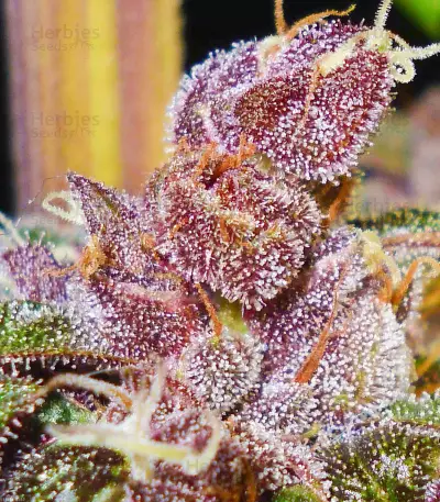 Pakistan Chitral Kush (CannaBioGen) Cannabis-Samen
