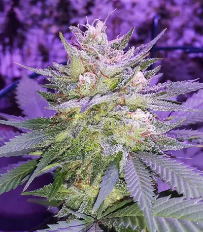 Pina Rita regular (TGA Subcool Seeds / SubCool’s The Dank) Cannabis-Samen