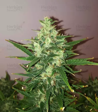 Raw Diesel (G13 Labs) Cannabis-Samen