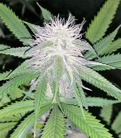 Strawberry Banana (Big Head Seeds) Cannabis-Samen