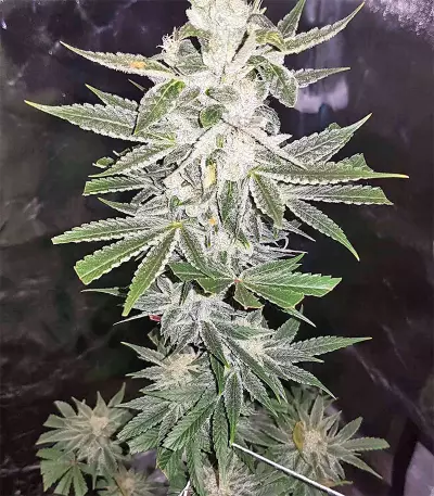 Strawberry Banana (Big Head Seeds) Cannabis-Samen