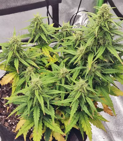 Strawberry Gum (Advanced Seeds) Cannabis-Samen