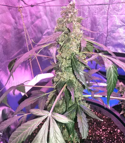 Super Auto Lemon Haze (Original Sensible Seeds) Cannabis-Samen
