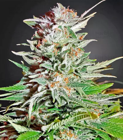 Super Auto Lemon Haze (Original Sensible Seeds) Cannabis-Samen