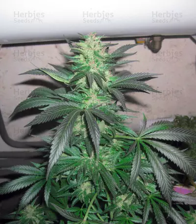 Super Lemon Haze x Clementine (GHS) Cannabis-Samen