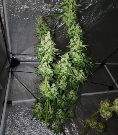 Sweet ZZ (Sweet Z) (RQS) Cannabis-Samen