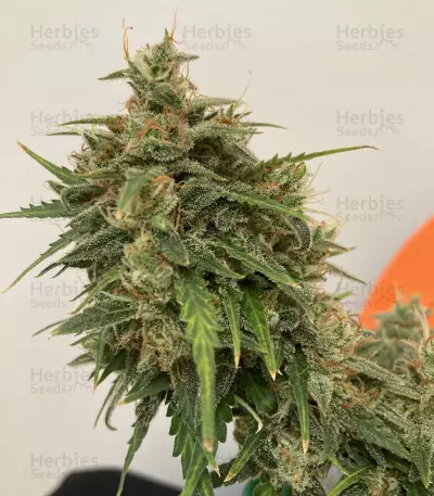 Tangie'matic Auto feminisierte Samen (Fast Buds)