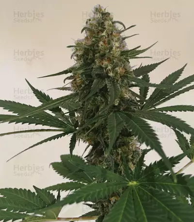 Critical Auto (Xtreme Seeds) Cannabis-Samen