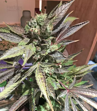 U - Pink Kush (Dr. Underground) Cannabis-Samen
