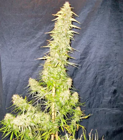 Zamaldelica regular (Ace Seeds) Cannabis-Samen
