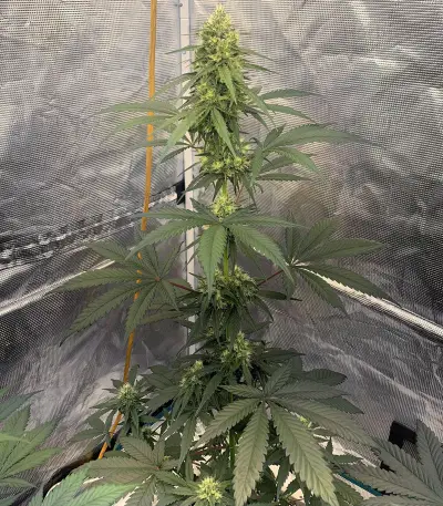 Zombie Kush (Ripper Seeds) Cannabis-Samen