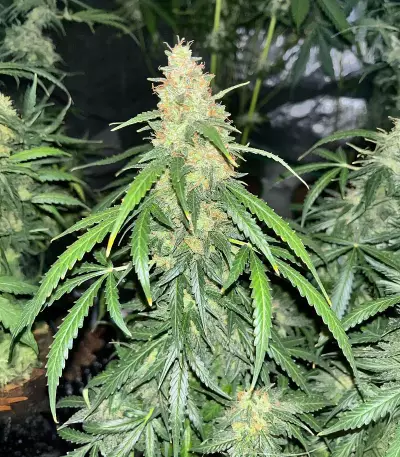 Auto GG#4 Original Glue F1 feminisierte Samen (Seedkeepers)