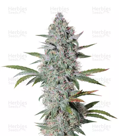 Bruce Banner Auto (Cali Buds Seeds) Cannabis-Samen