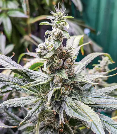 Critical Amnesia feminisierte Samen (AlphaFem Seeds)