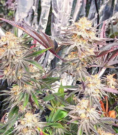 Dozy Breath feminisierte Samen (AlphaFem Seeds)