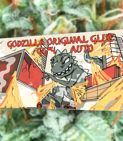 Godzilla Original Glue GG#4 Auto-Samen (Herbies Seeds)