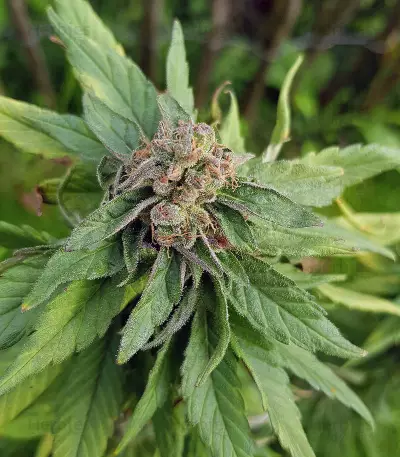 Marula Fruit regular (RQS) Cannabis-Samen