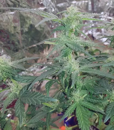 Monster Gelato (Monster Genetics) Cannabis-Samen