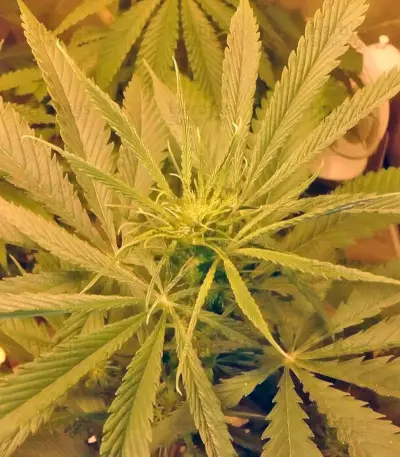 NL5 Haze Mist (GHS) Cannabis-Samen