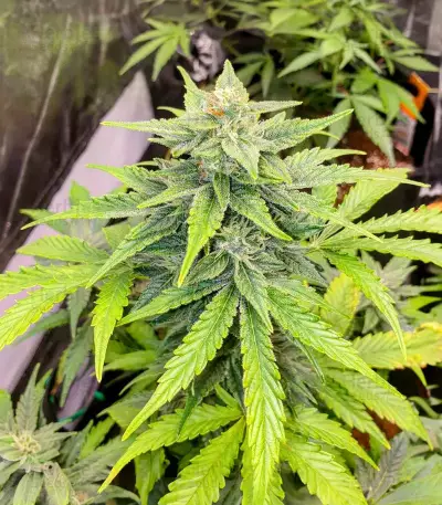 Purple Punch x Lemon Drizzle feminisierte Samen (Barney’s Farm)
