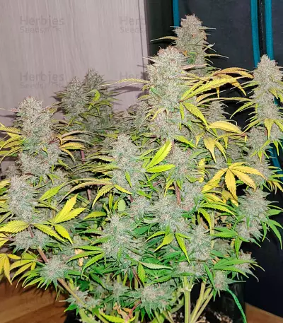 Red Strawberry Banana Auto feminisierte Samen (Sweet Seeds)