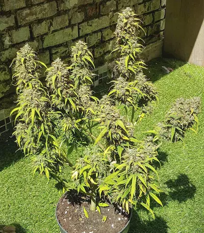 Skywalker Haze feminisierte Samen (Dutch Passion)