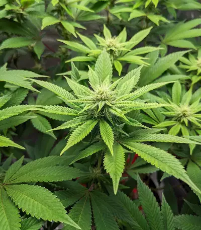 Sour Diesel feminisierte Samen (Barney’s Farm)