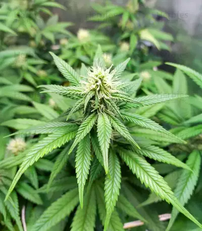 Amsterdam Amnesia feminisierte Samen (Dutch Passion)