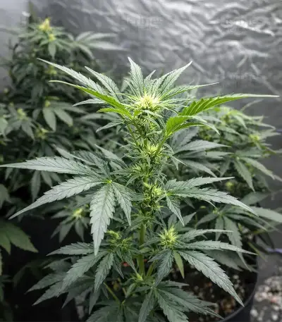 Auto Blackberry Moonrocks (Herbies Seeds)