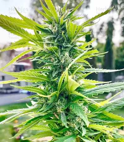 Bahia Black Head (K.C. Brains Seeds) Cannabis-Samen