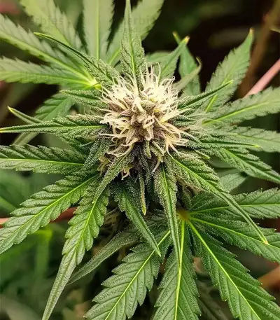 Bubble Gum Fast (00 Seeds)