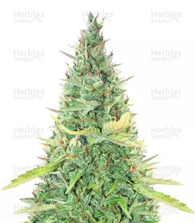 Critical XXL Auto (Herbies Seeds)
